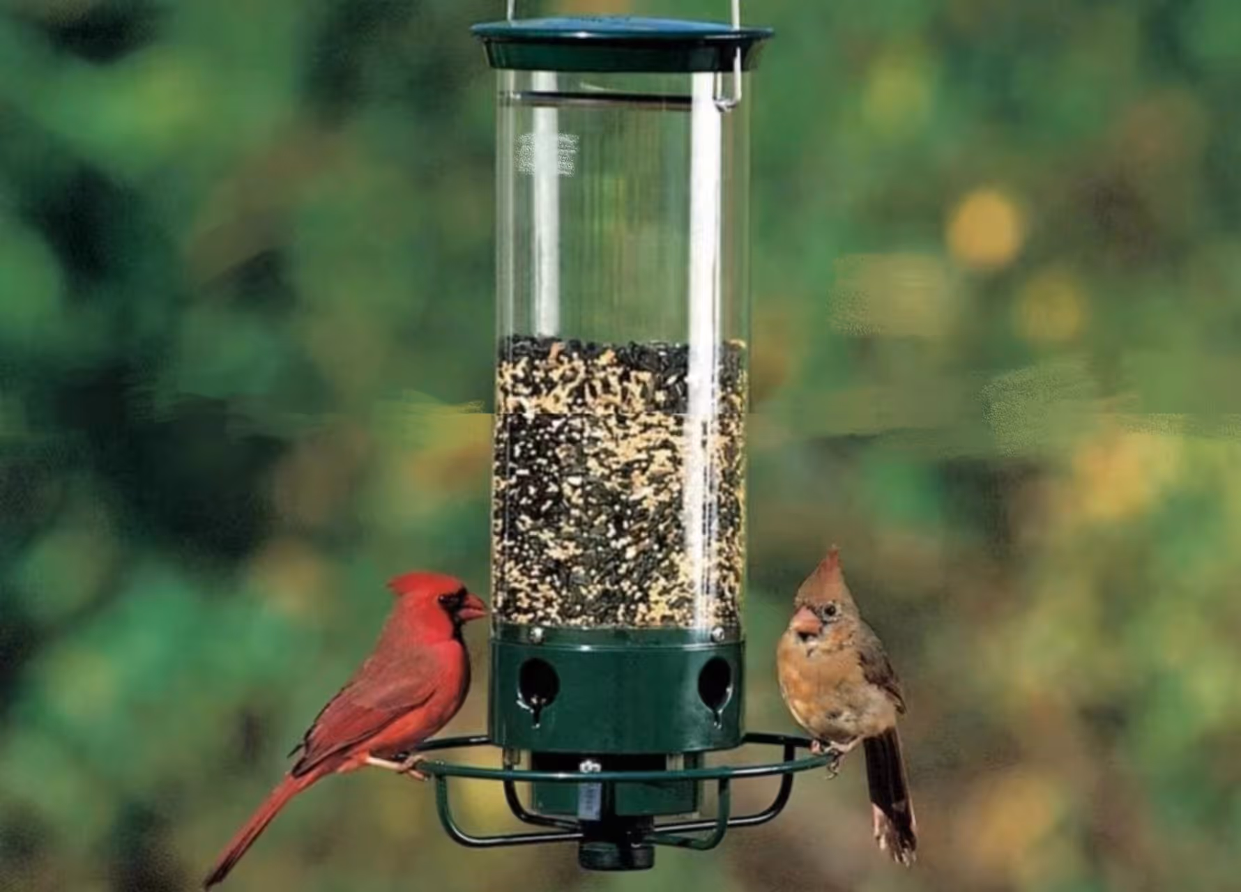 🔥Hot Sale Squirrel-Proof Bird Feeder